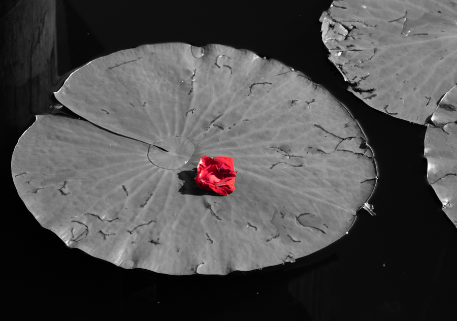 Water Lily Flower - The Villages, Florida