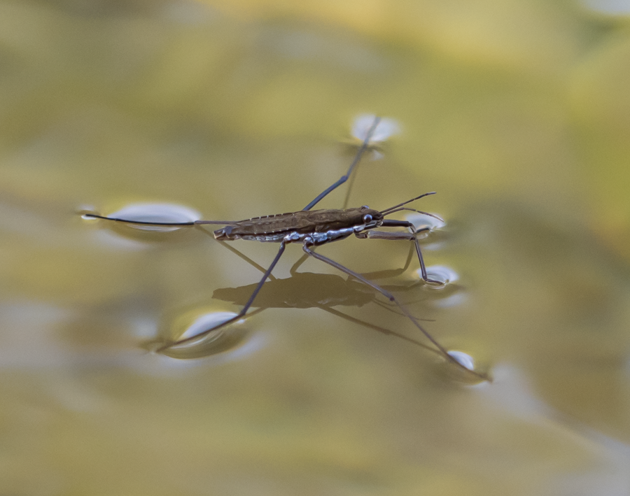 Common Water Strider - Green River, Wyoming