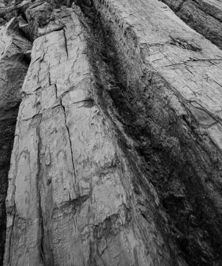 Tree Bark - Goblin Valley, Utah
