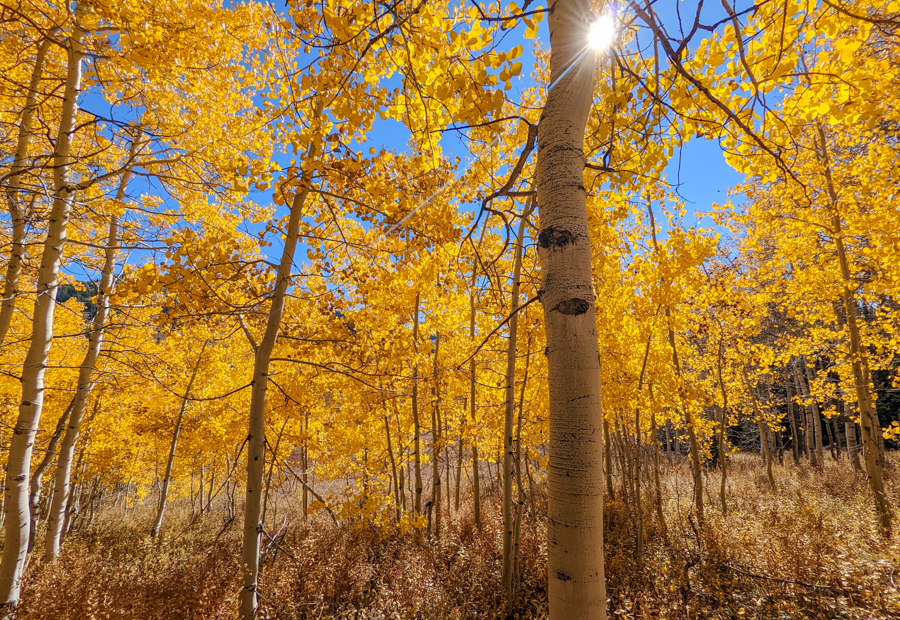 Aspen Grove - Grand Targhee, Alta, Wyoming