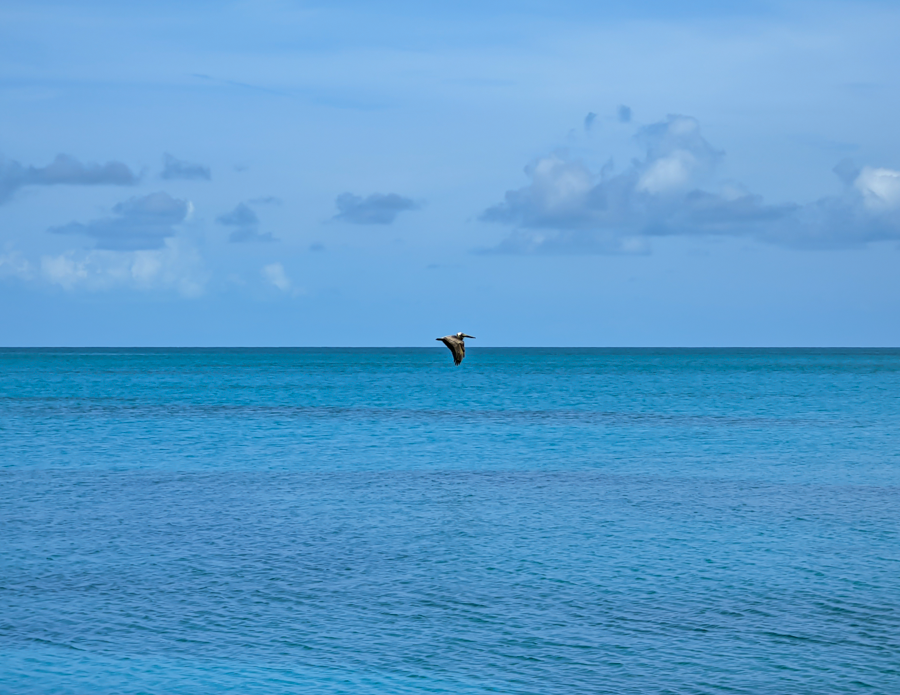 Pelican - Eleuthera, Bahamas