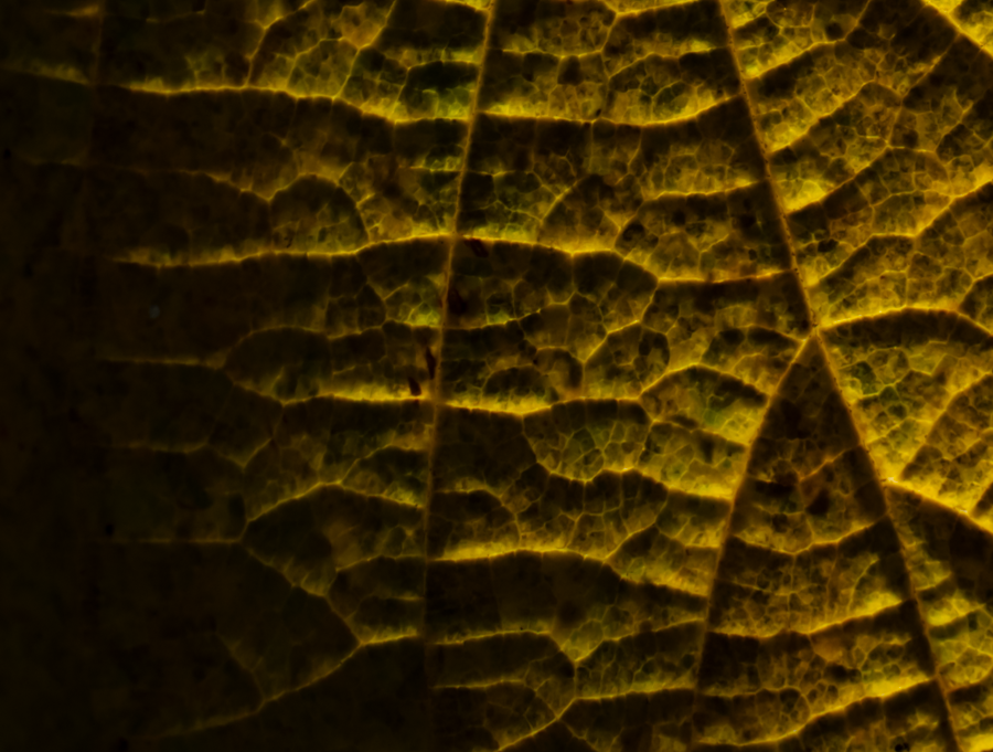 Texture
