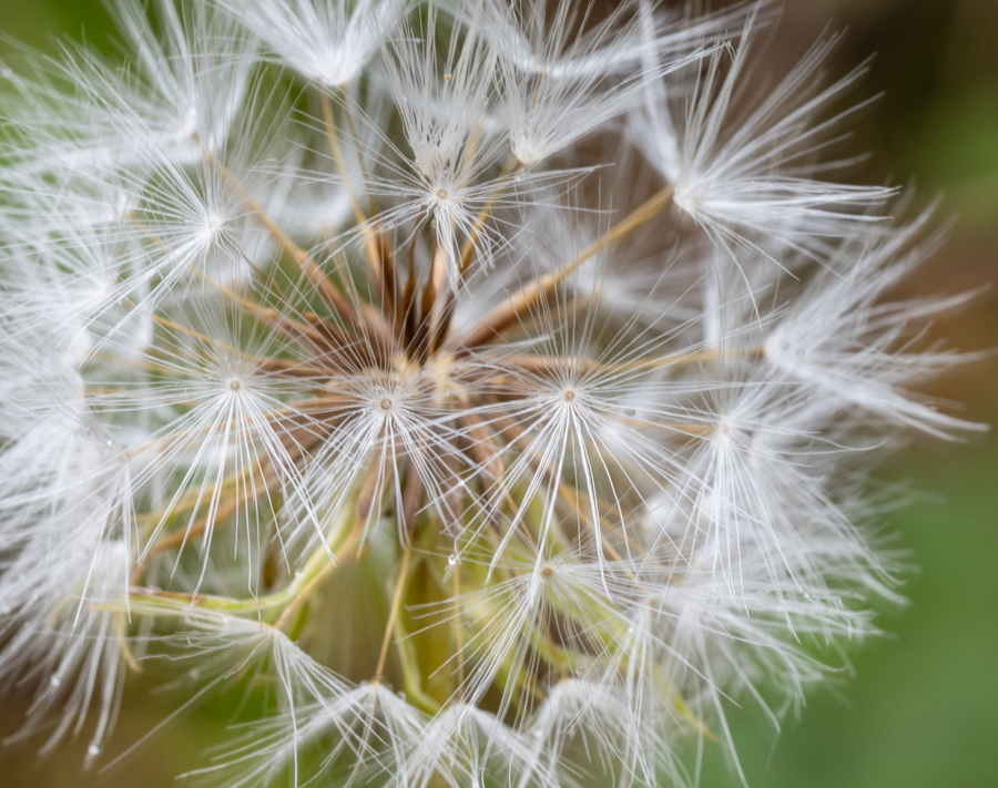 Dandelion Parachutes - Teton County, Idaho