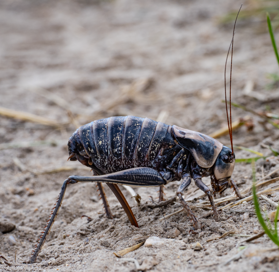 Mormon Cricket - Green River Lakes, Wyoming