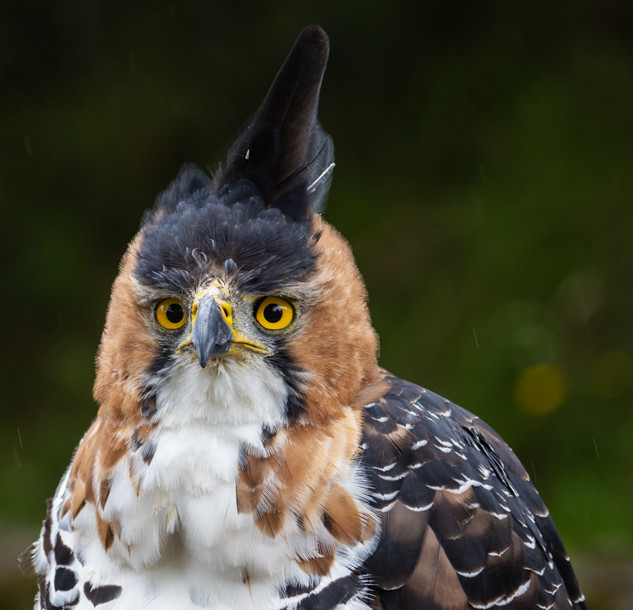 Ornate Hawk-Eagle - Otavalo, Ecuador