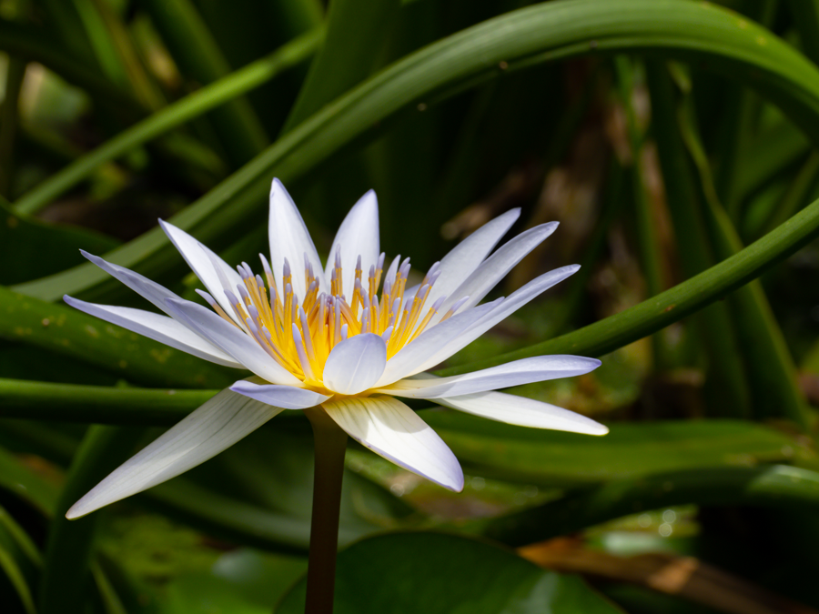 Nymphaea Day Blooming Lily - Eleuthera, Bahamas