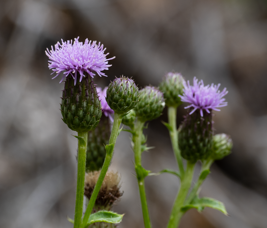 Milk Thistle - Teton Valley, Idaho