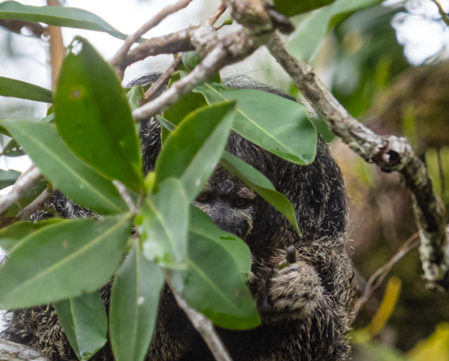 Monk Saki Monkey - Amazon Basin, Ecuador
