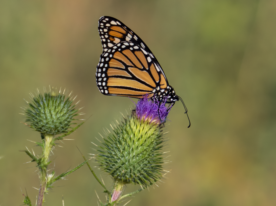 Monarch Butterfly - Badlands, North Dakota