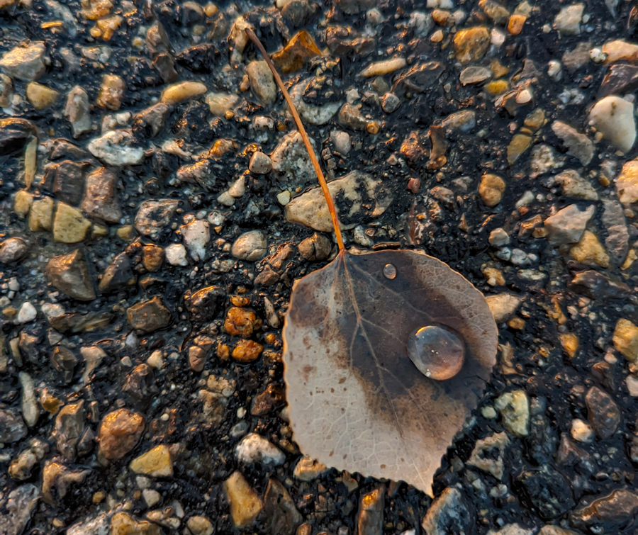 Water droplets on a leaf - Victor, Idaho