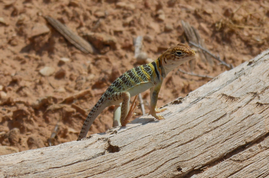 Collared Lizard - Fruita, Utah