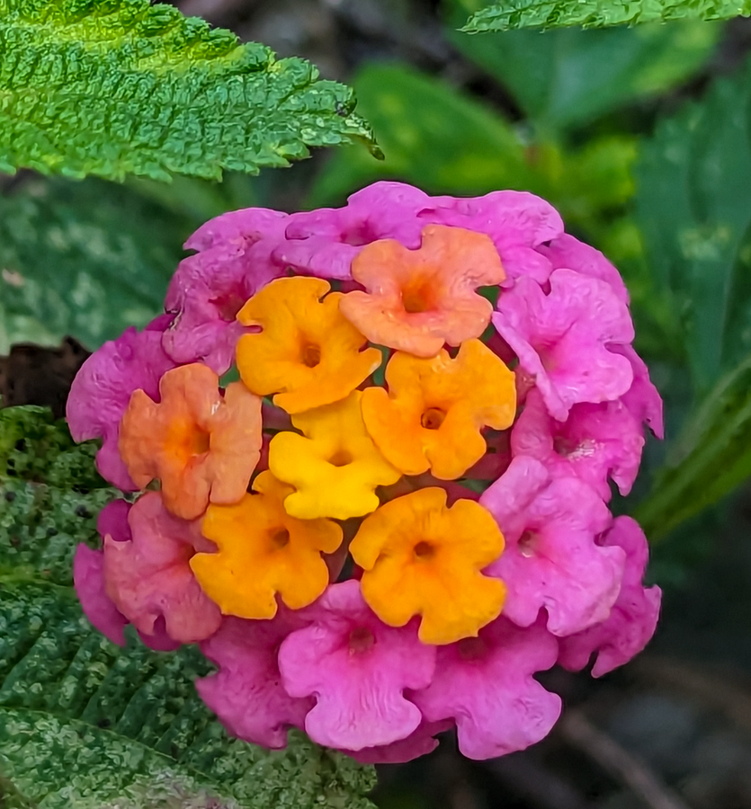 West Indian Latana - Ibarra, Ecuador