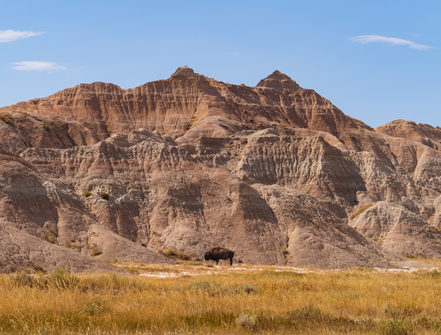 American Buffalo- Badlands, North Dakota