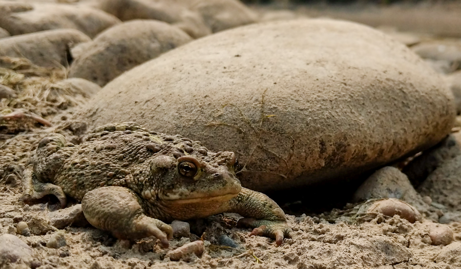 North American Toad - Grand Teton National Park, Wyoming