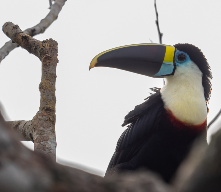 White-Throated Toucan - Amazon Basin, Ecuador