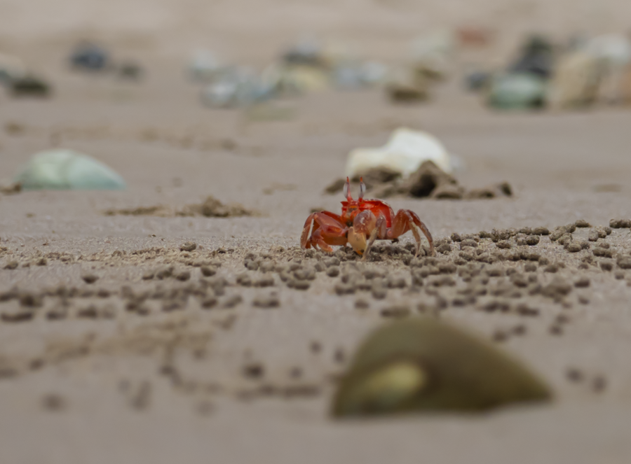 Red Ghost Crab - Olón, Ecuador