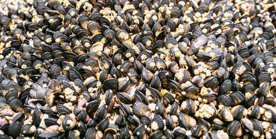 Mussels