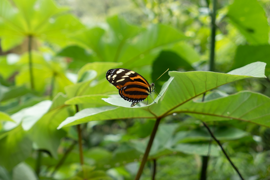 Tiger Heliconian Butterfly - Parque Nacional Rincón, Costa Roca