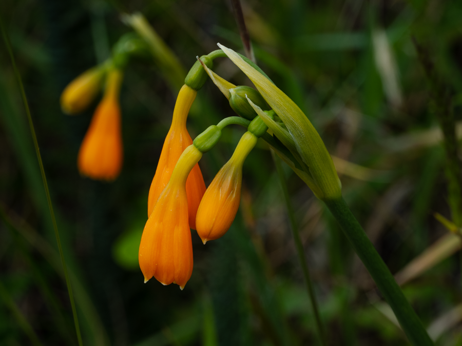 Stenomesson Aurantiacum - Laguna Cuicocha, Ecuador