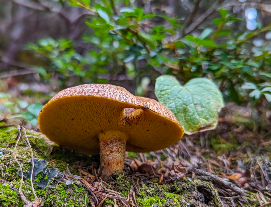 'Shroom with a View - Green River Lakes, Wyoming