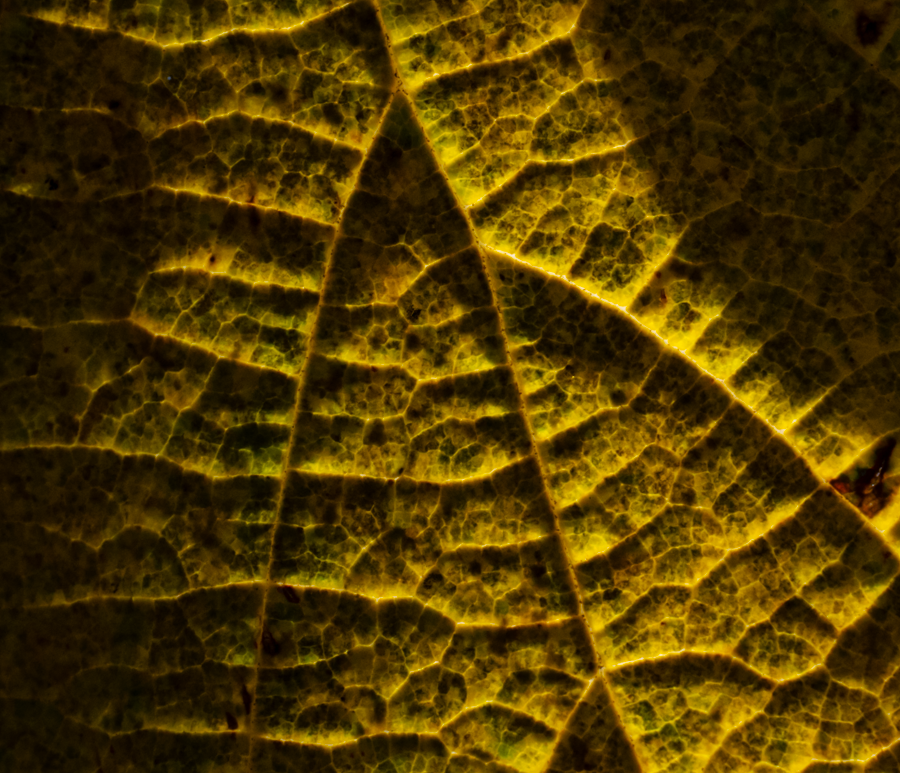 Leaf Texture - Badlands, North Dakota