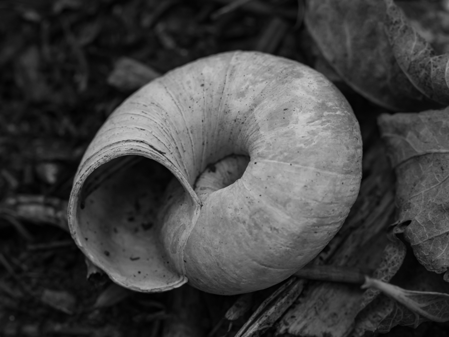 Land Snail Shell - Teton County, Idaho