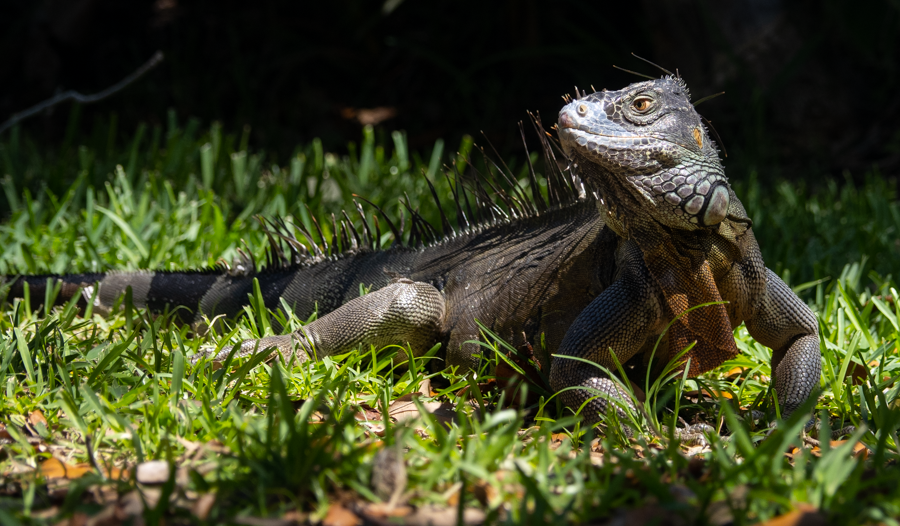 Iguana - St. Petersburg, Florida