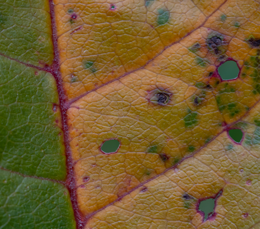 Fall Transistion - Teton County, Idaho