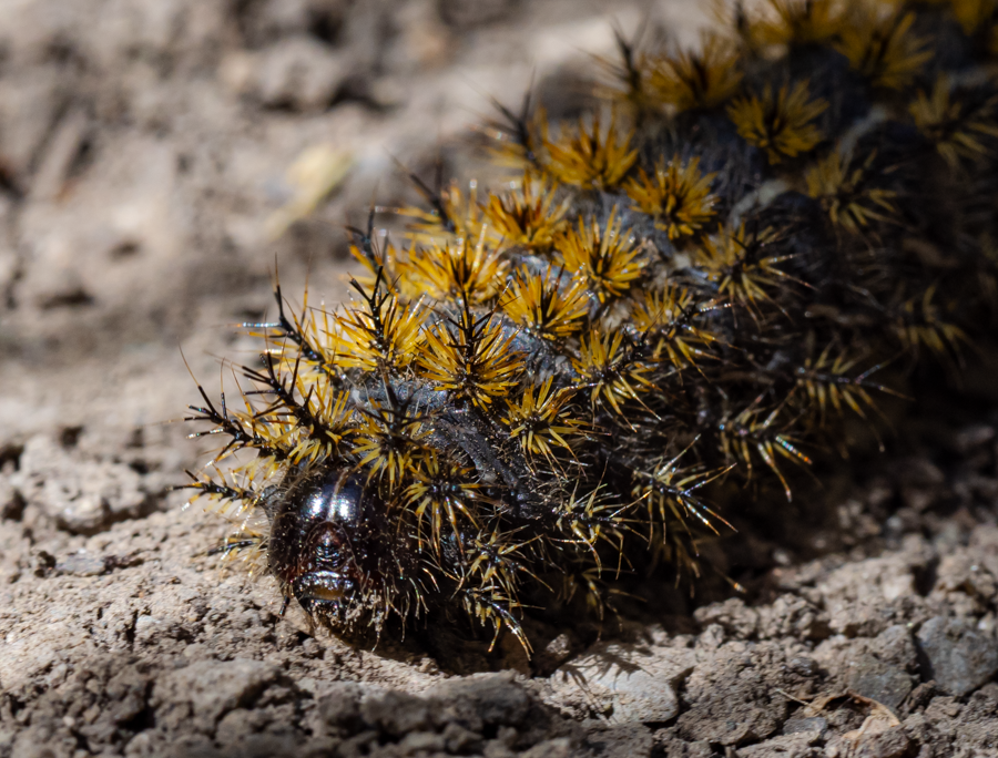 Sheep Moth Caterpillar - Teton County, Idaho