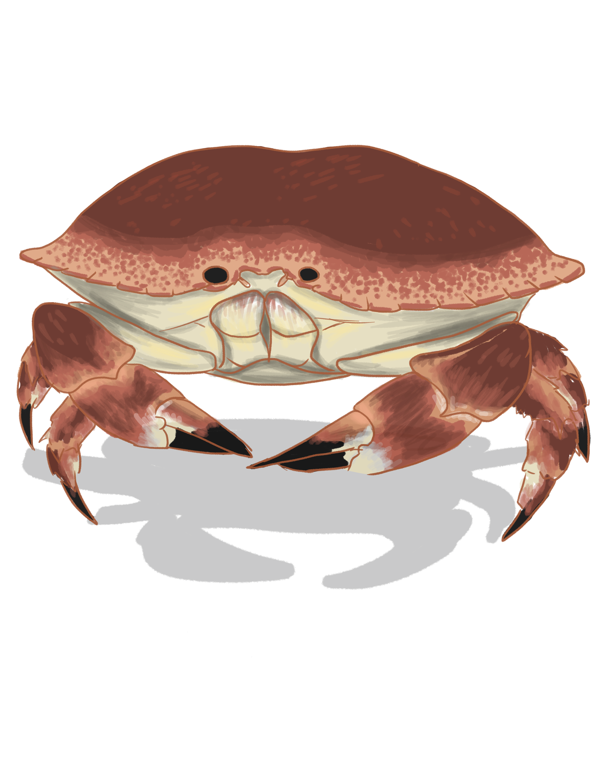 Crab Concept