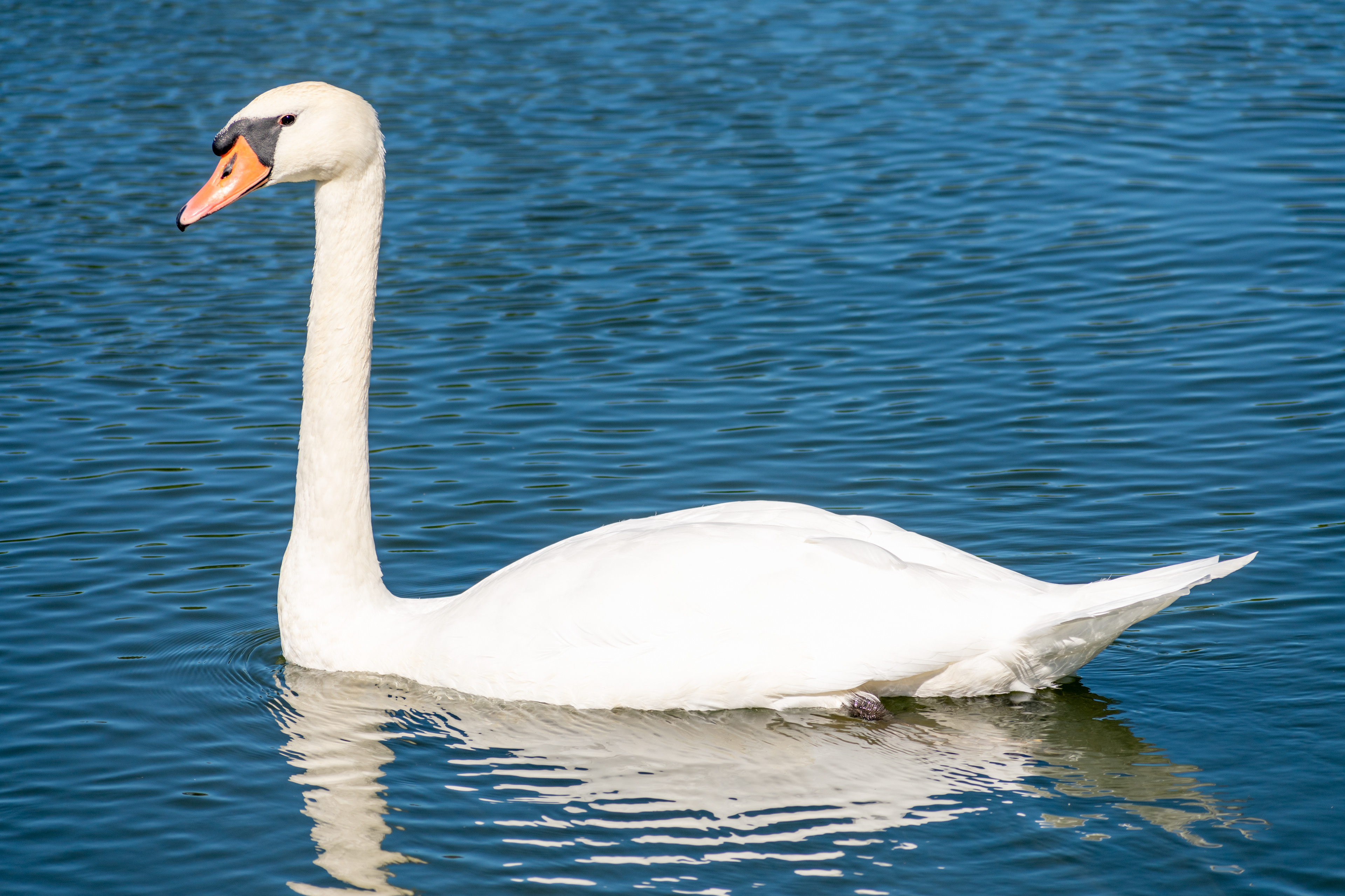 Mute Swan A-37