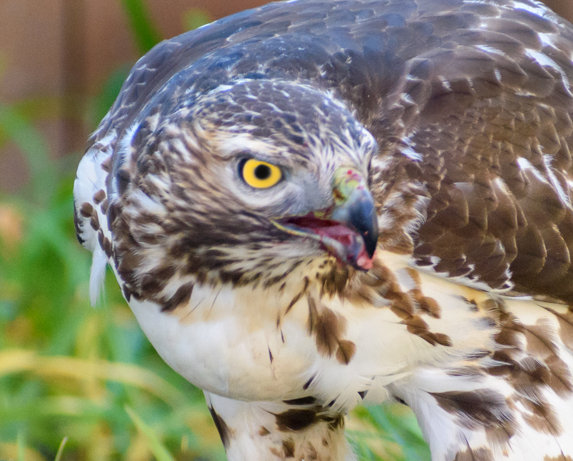 Red Tailed Hawk A-39