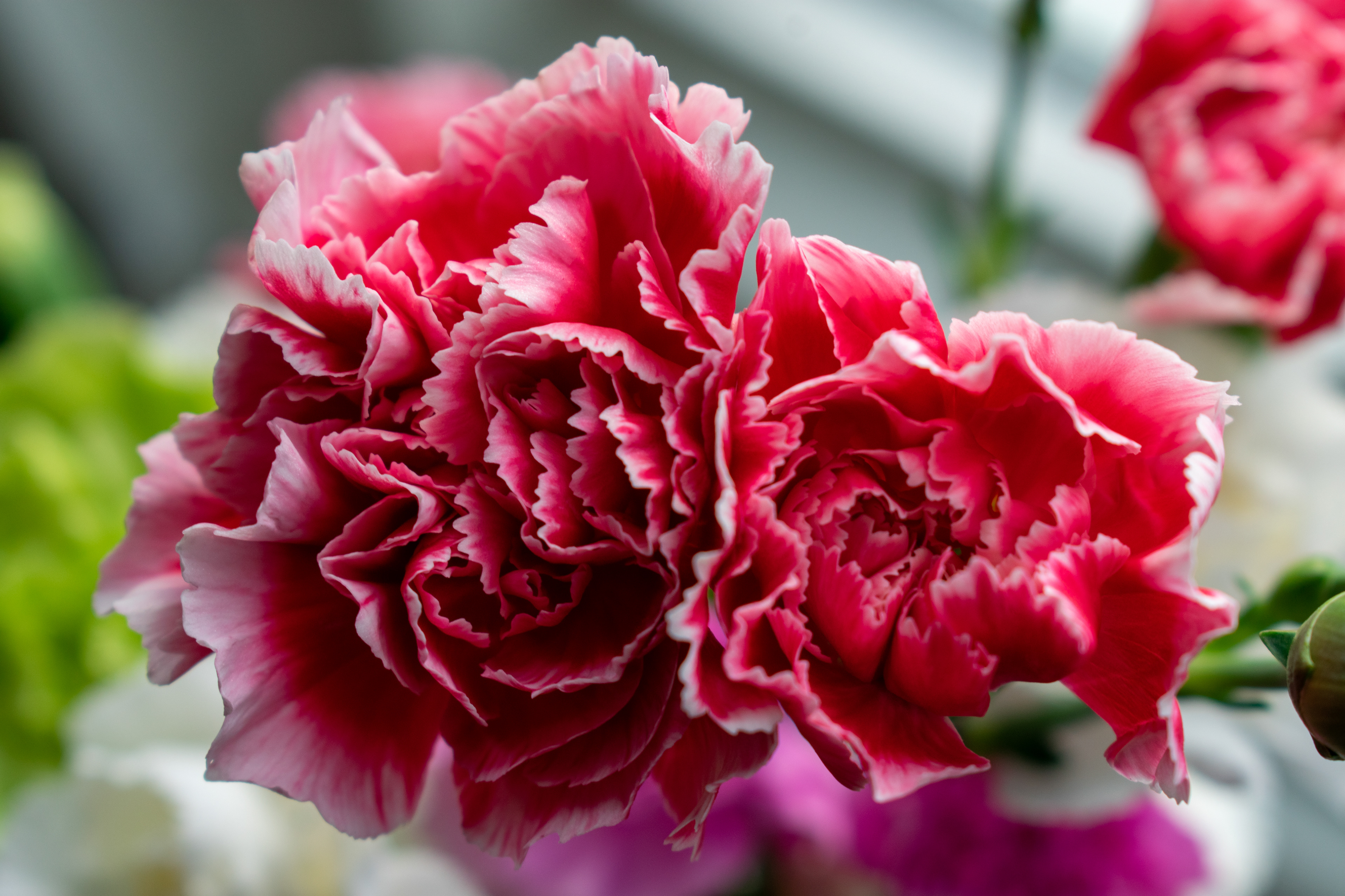 Red Carnation A-35