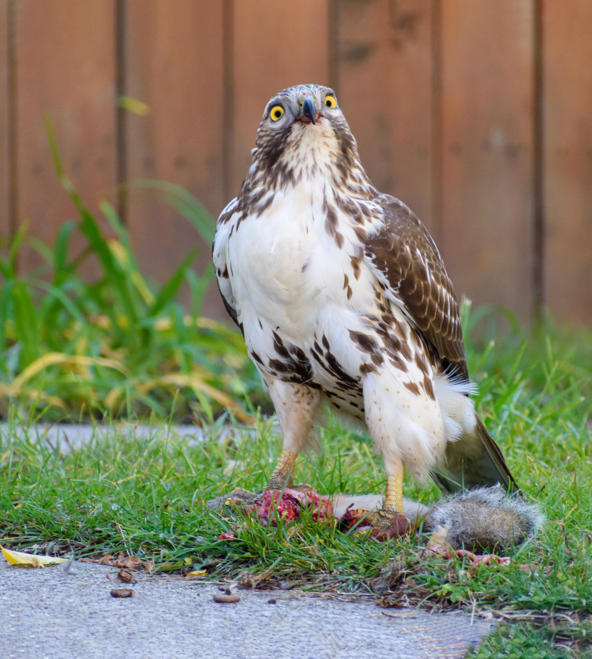 Red Tailed Hawk A-38