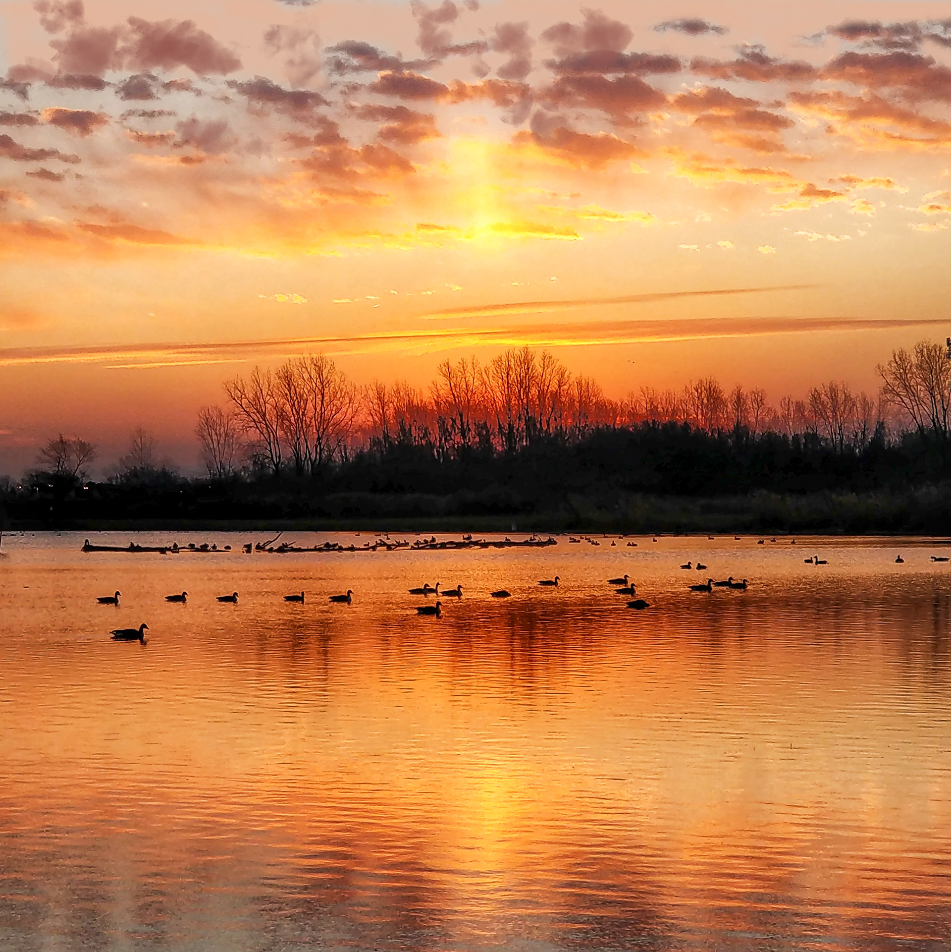 Sunrise On The Pond A-22