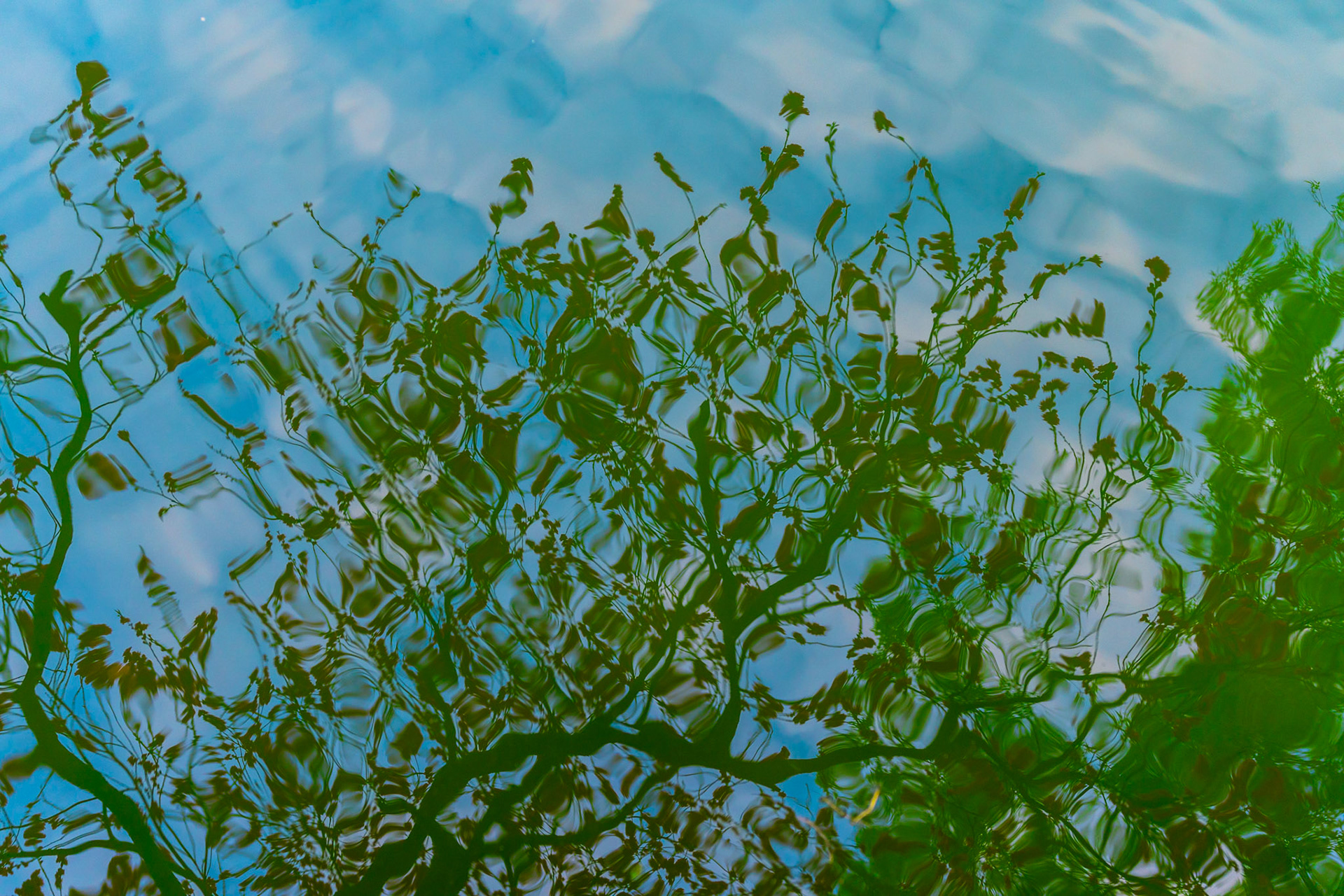 The Trees Reflection