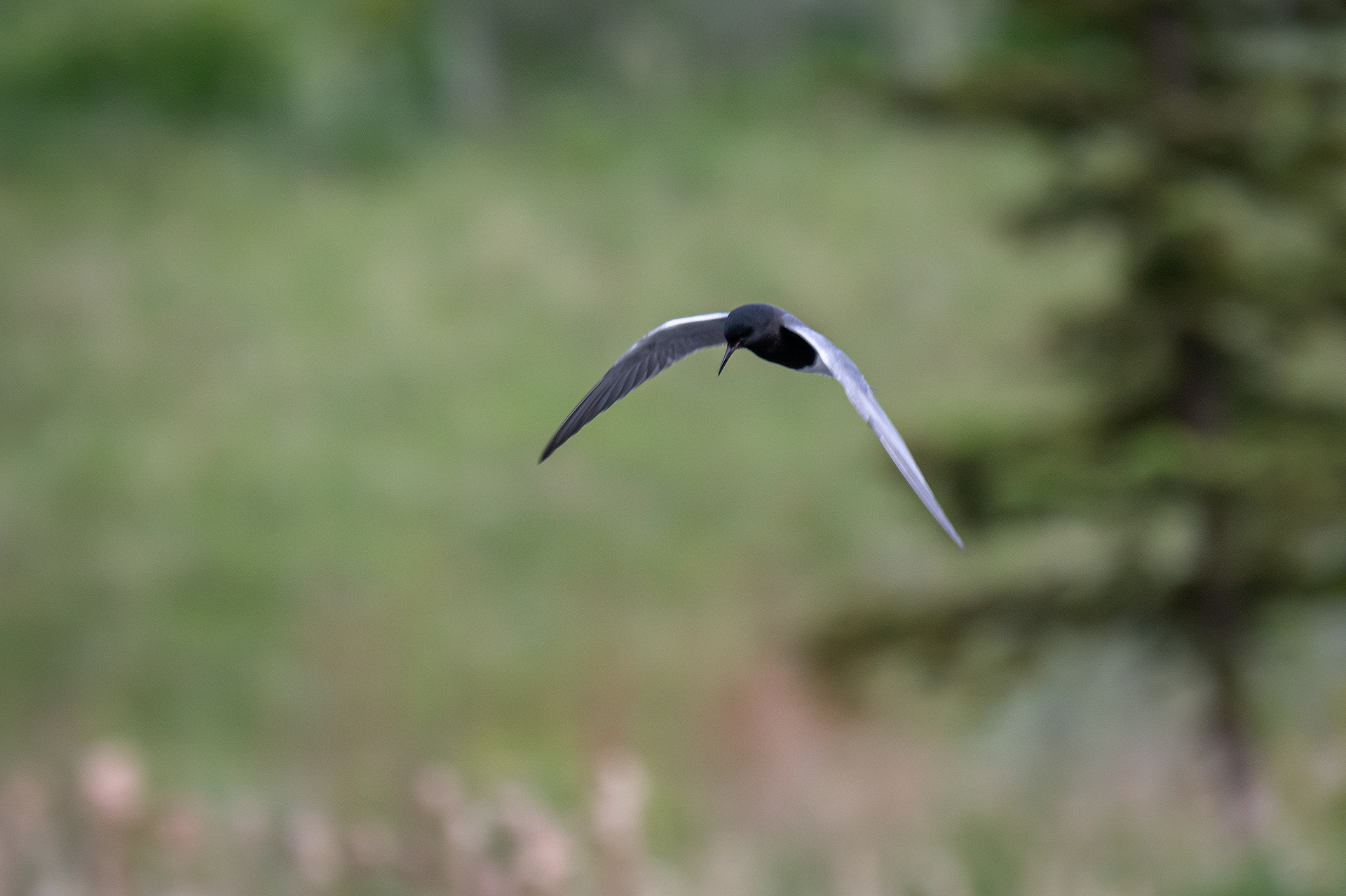 Black Tern (in flight), Marshall Springs ponds, Fish Creek Provincial Park, Calgary, AB