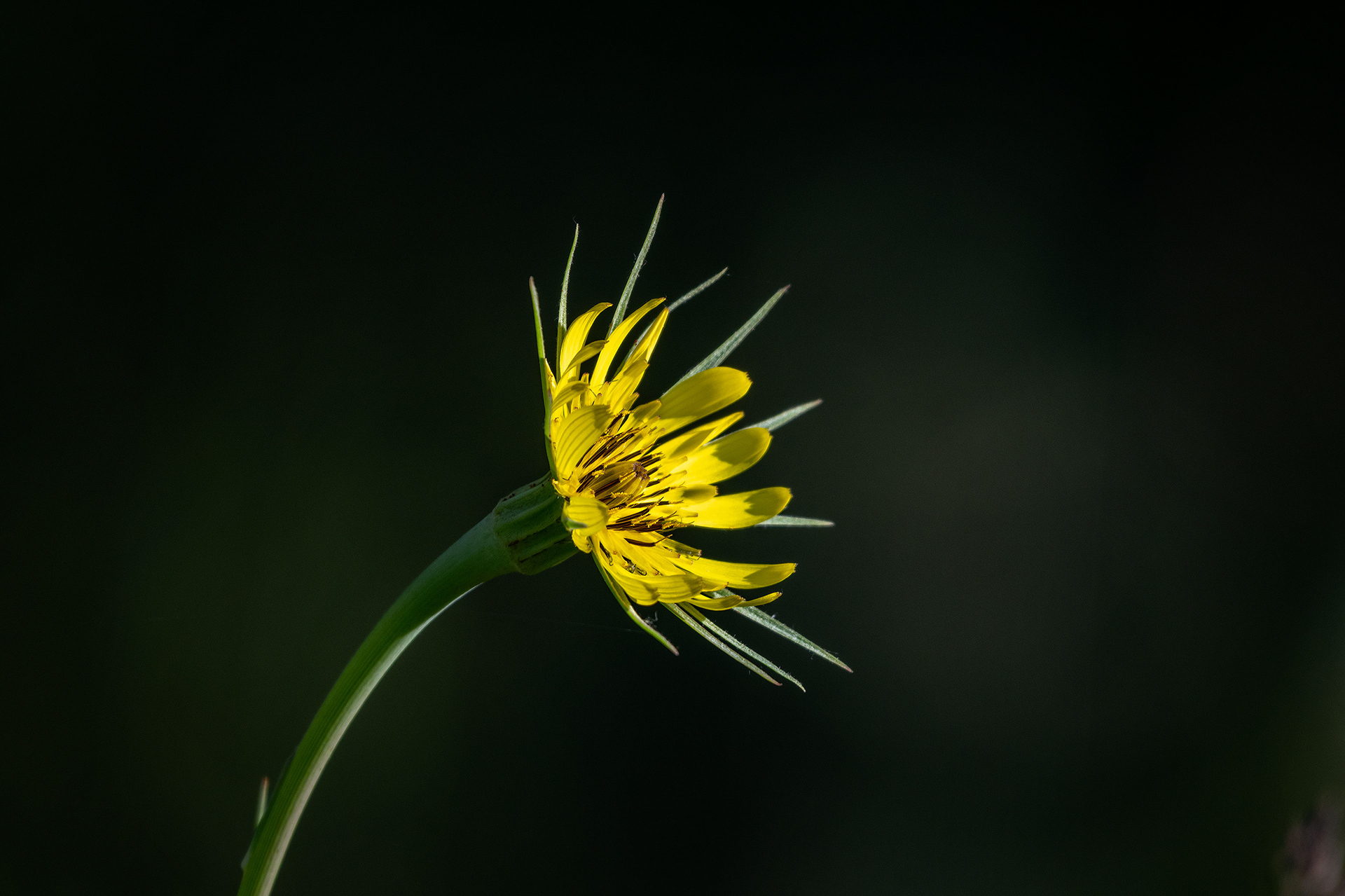 Flower, Marshall Springs area, Fish Creek Provincial Park, Calgary, AB