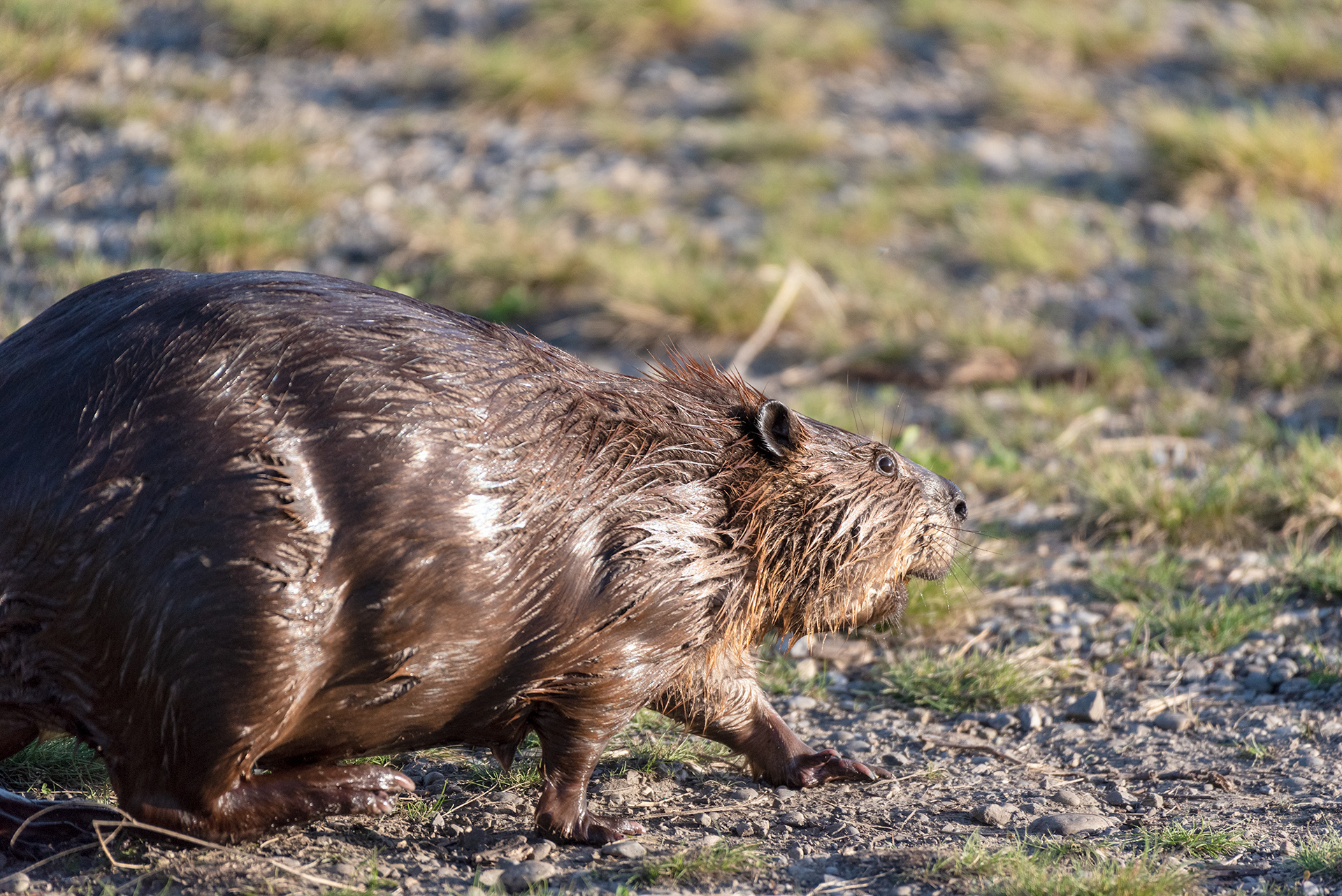 Beaver, Marshall Springs, Fish Creek Provincial Park, Calgary, Alberta