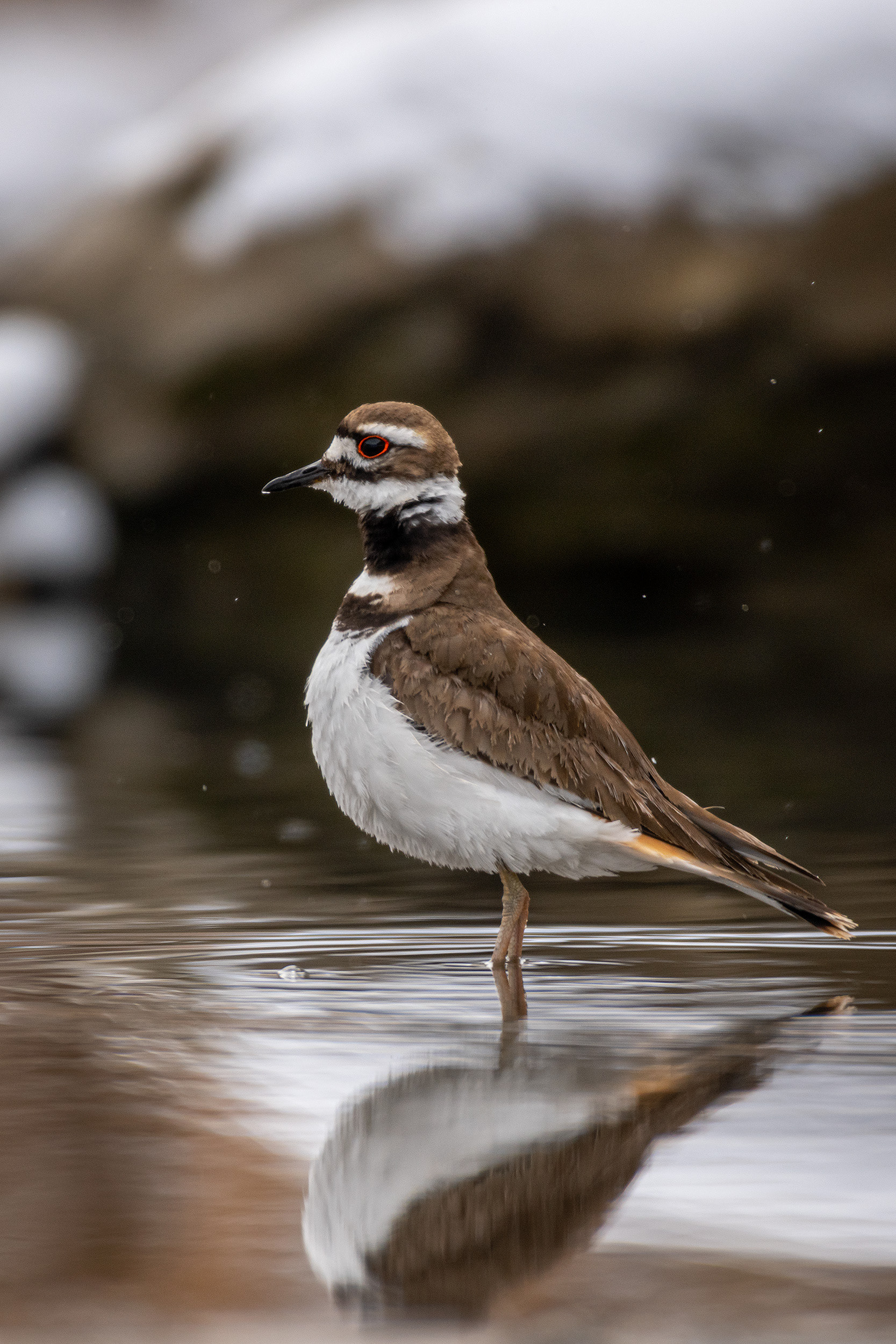 Killdeer, Marshall Springs, Fish Creek Provincial Park, Calgary, AB