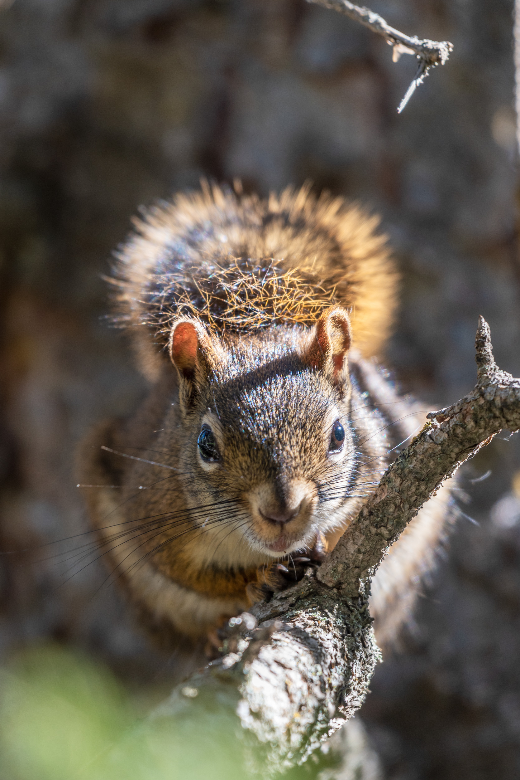 Red Squirrel in Fish Creek Provincial Park