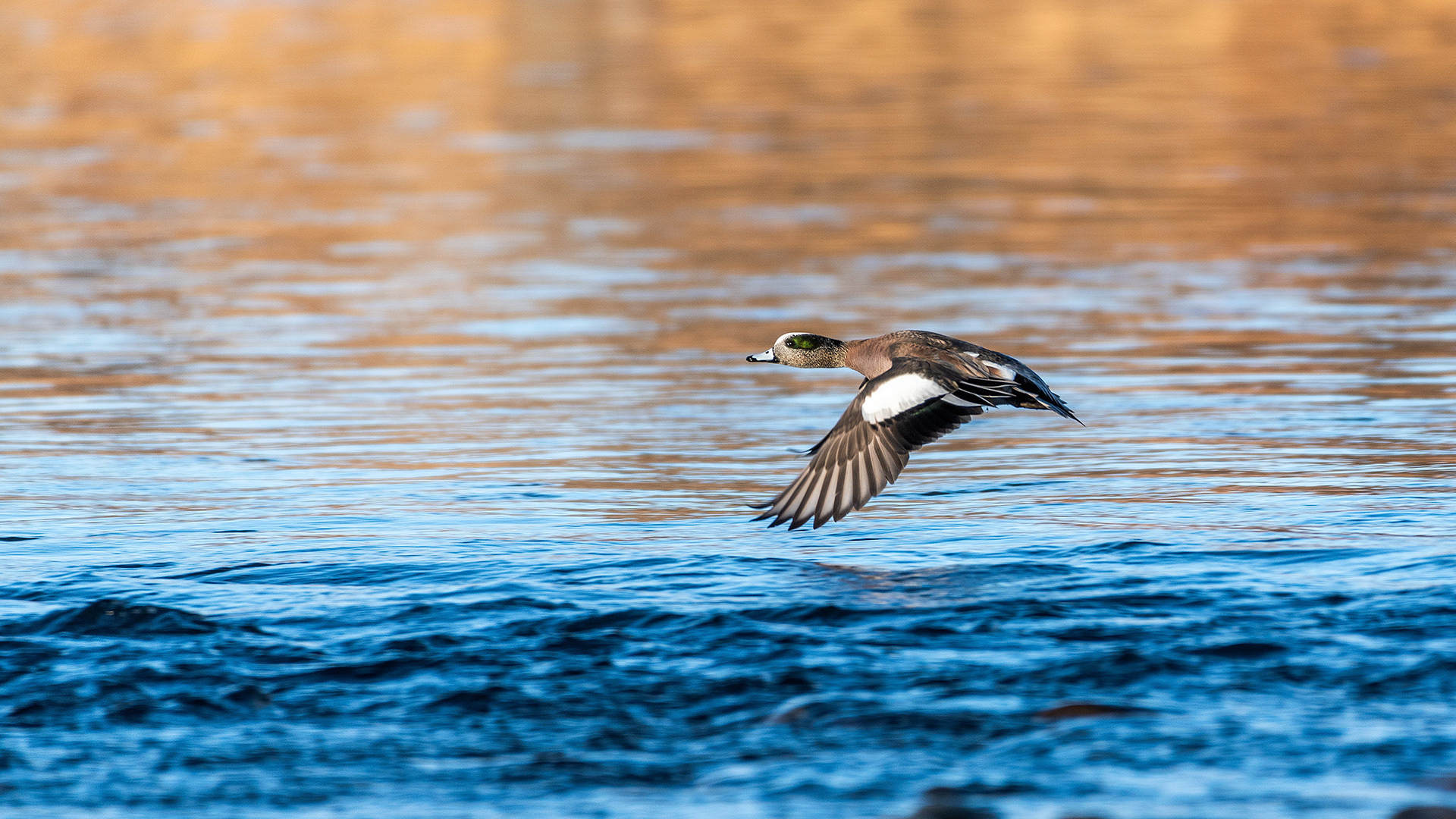 American Wigeon (male) in flight at the Bow River near Carburn Park, Calgary, AB