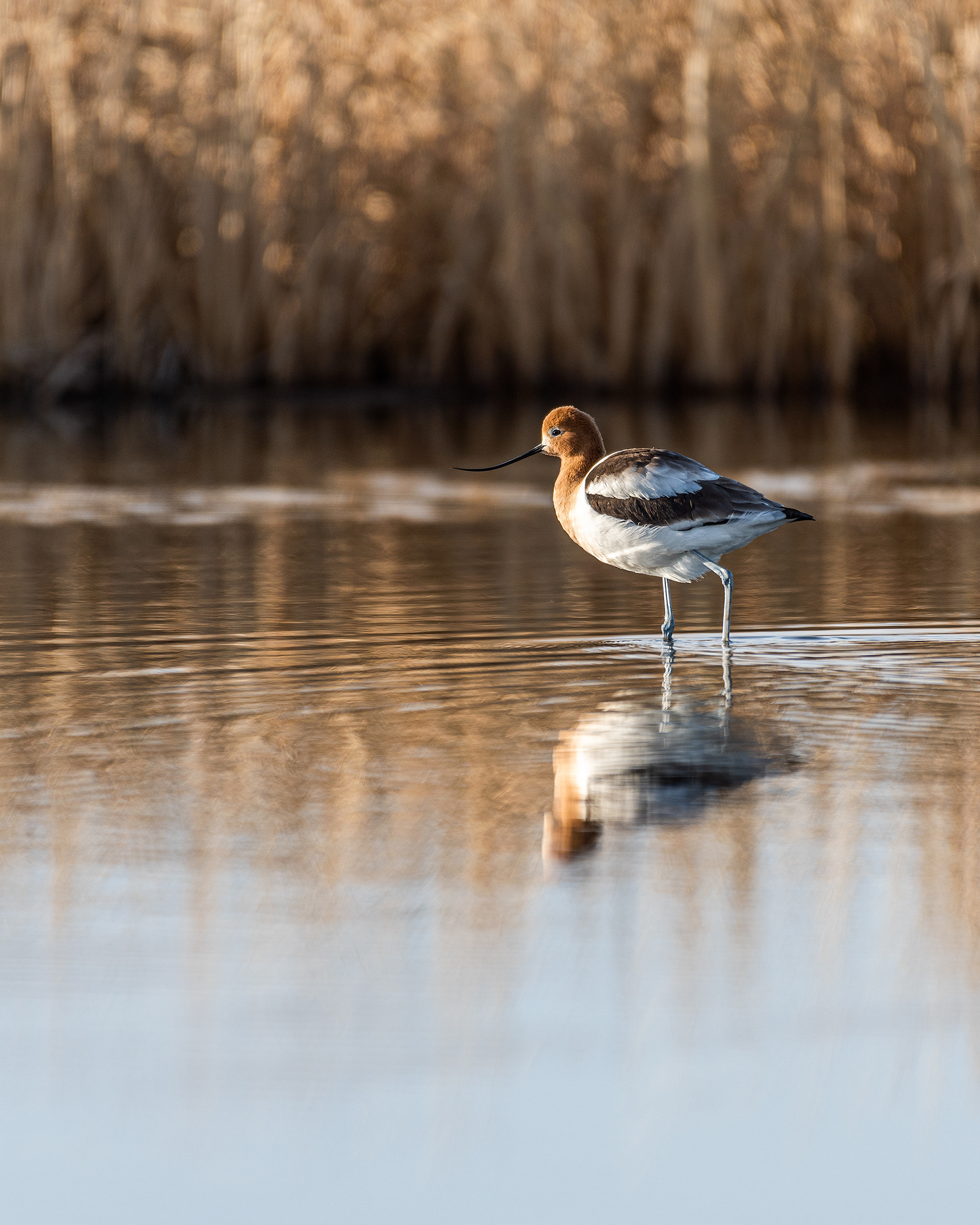 American Avocet at Frank Lake, Alberta