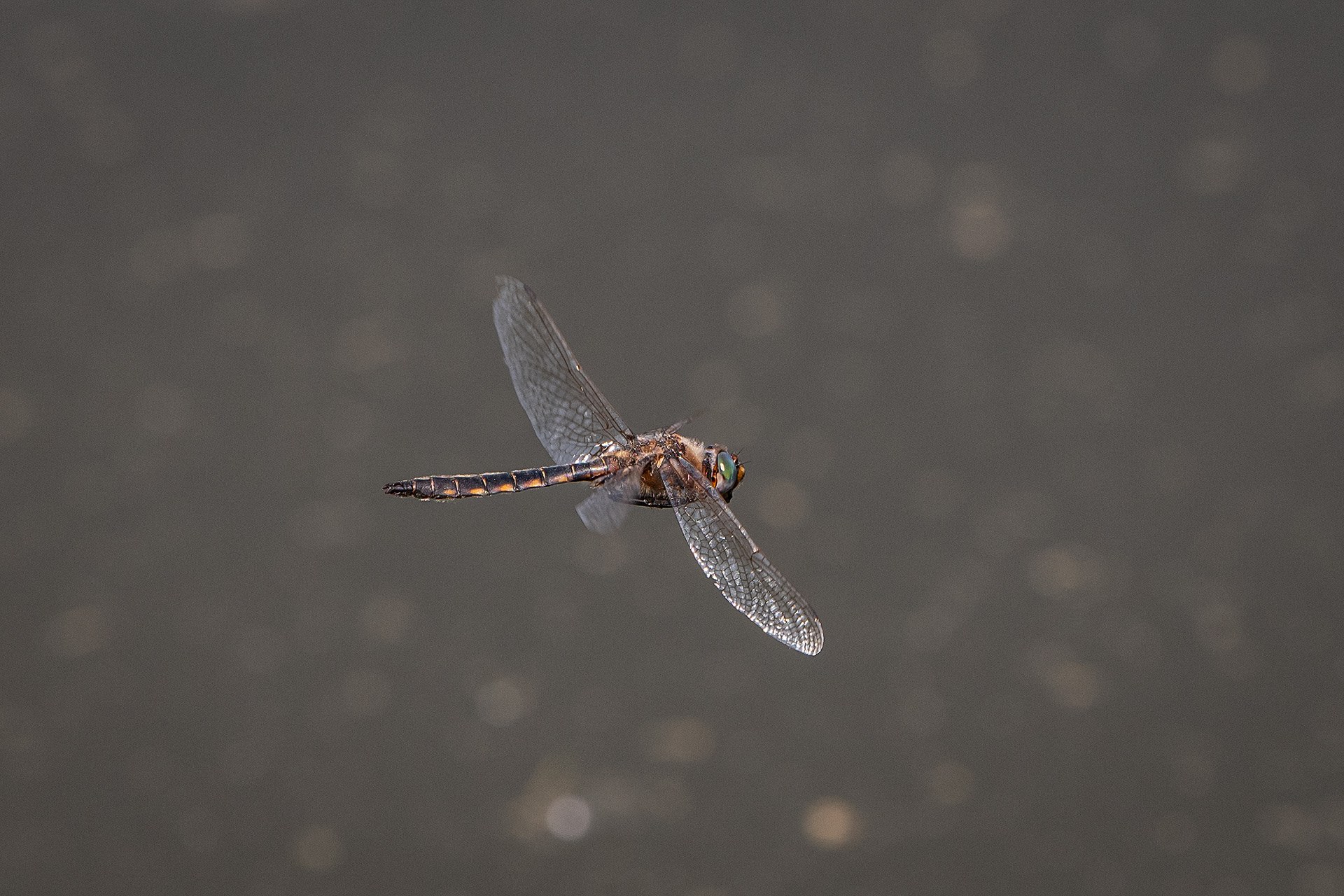 Dragonfly (in flight), Marshall Springs ponds, Fish Creek Provincial Park, Calgary, AB