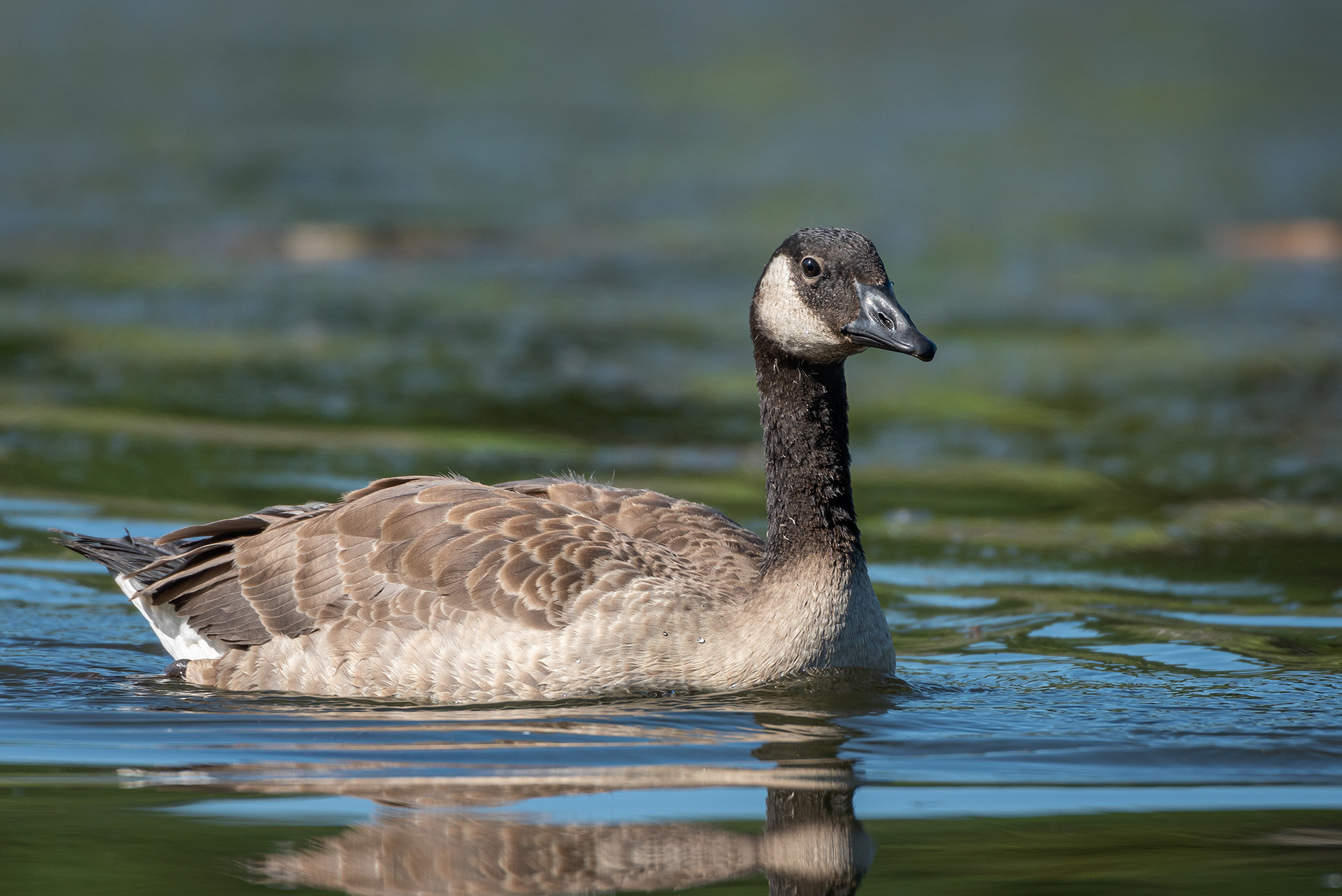 Canada Goose (immature), Marshall Springs ponds, Fish Creek Provincial Park, Calgary, AB
