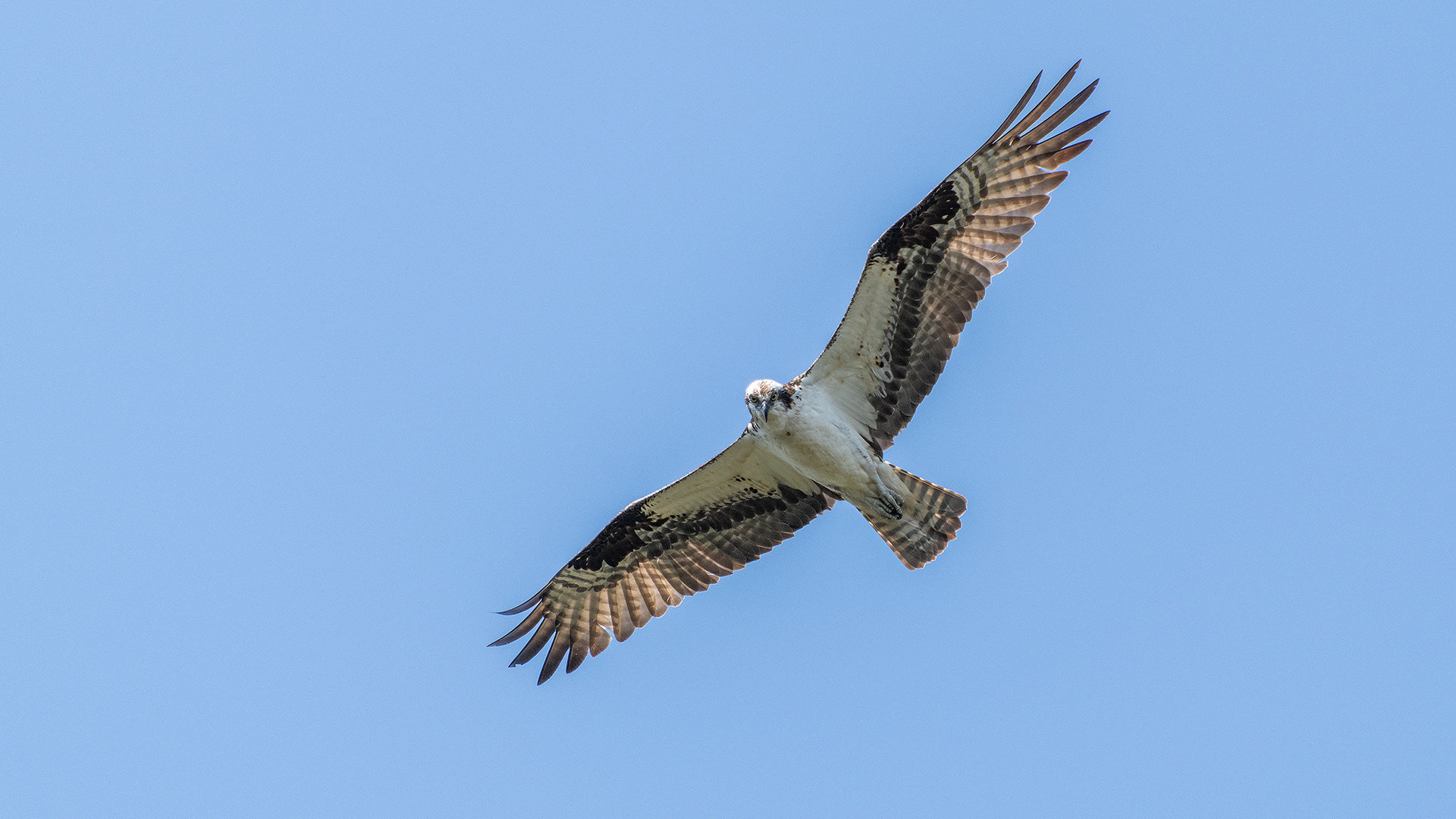 Osprey (in flight), Marshall Springs - Fish Creek Prov. Park, Calgary, AB