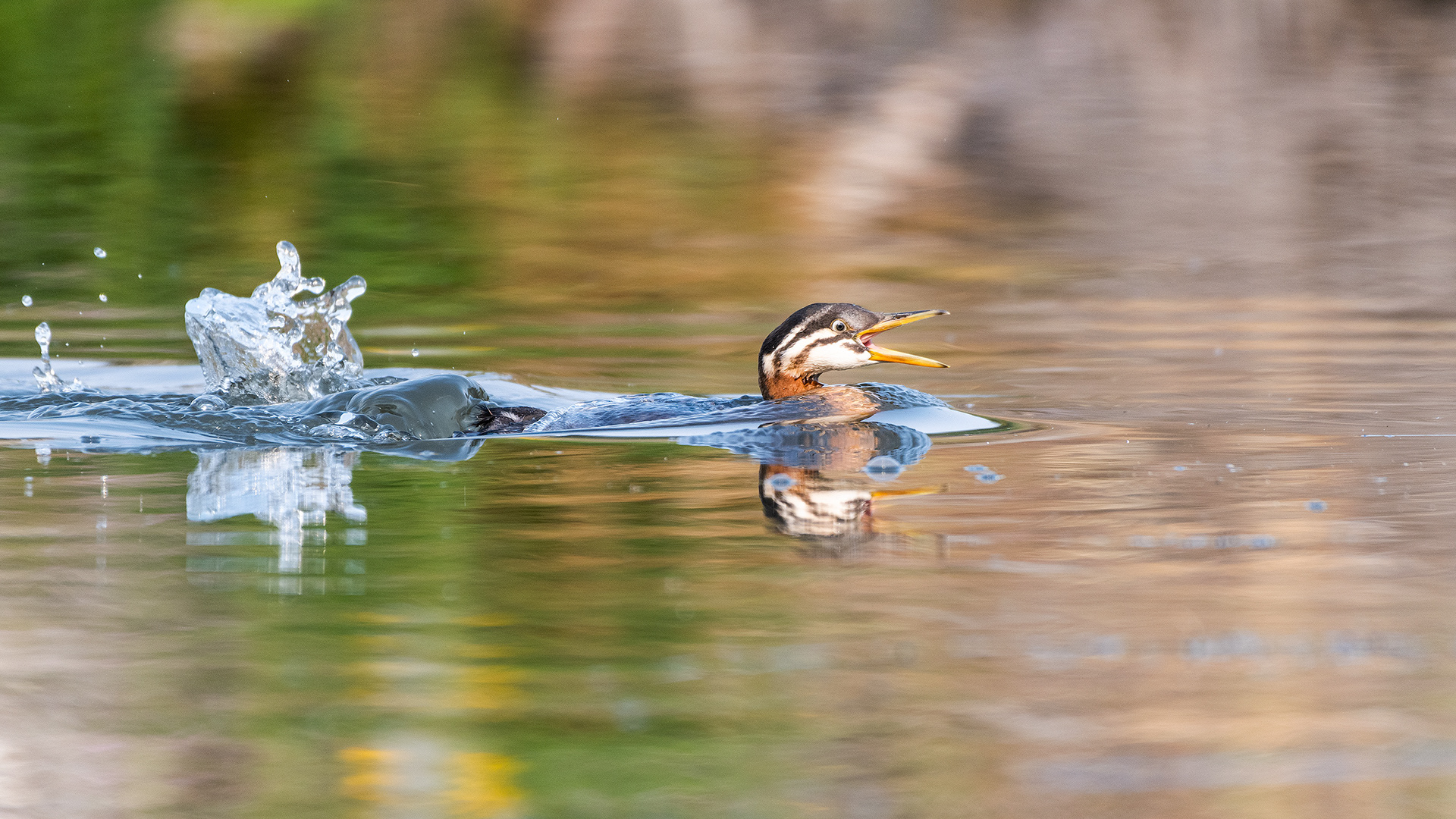 Red-necked Grebe (immature), Marshall Springs - Fish Creek Prov. Park, Calgary, AB