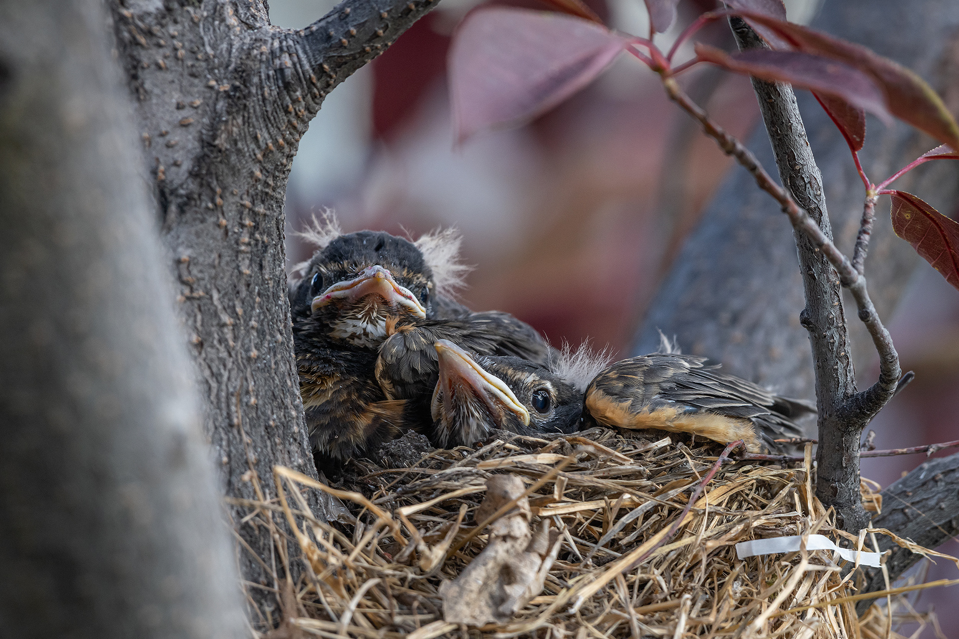 American Robin hatchlings, Bridlewood, Calgary, AB