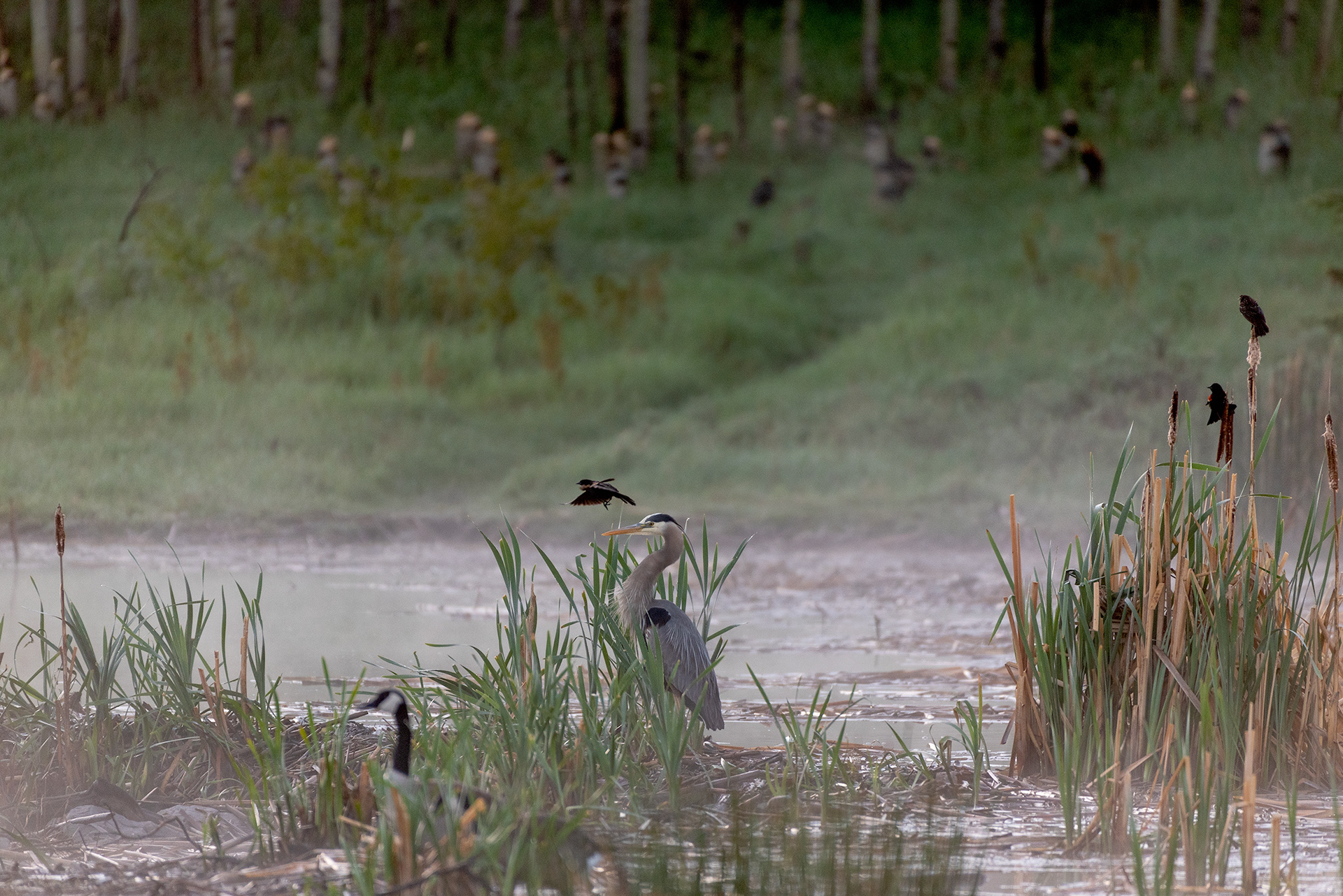 Great Blue Heron, Red-winged Blackbirds, Canada goose, Marshall Springs, Fish Creek Provincial Park, Calgary, Alberta