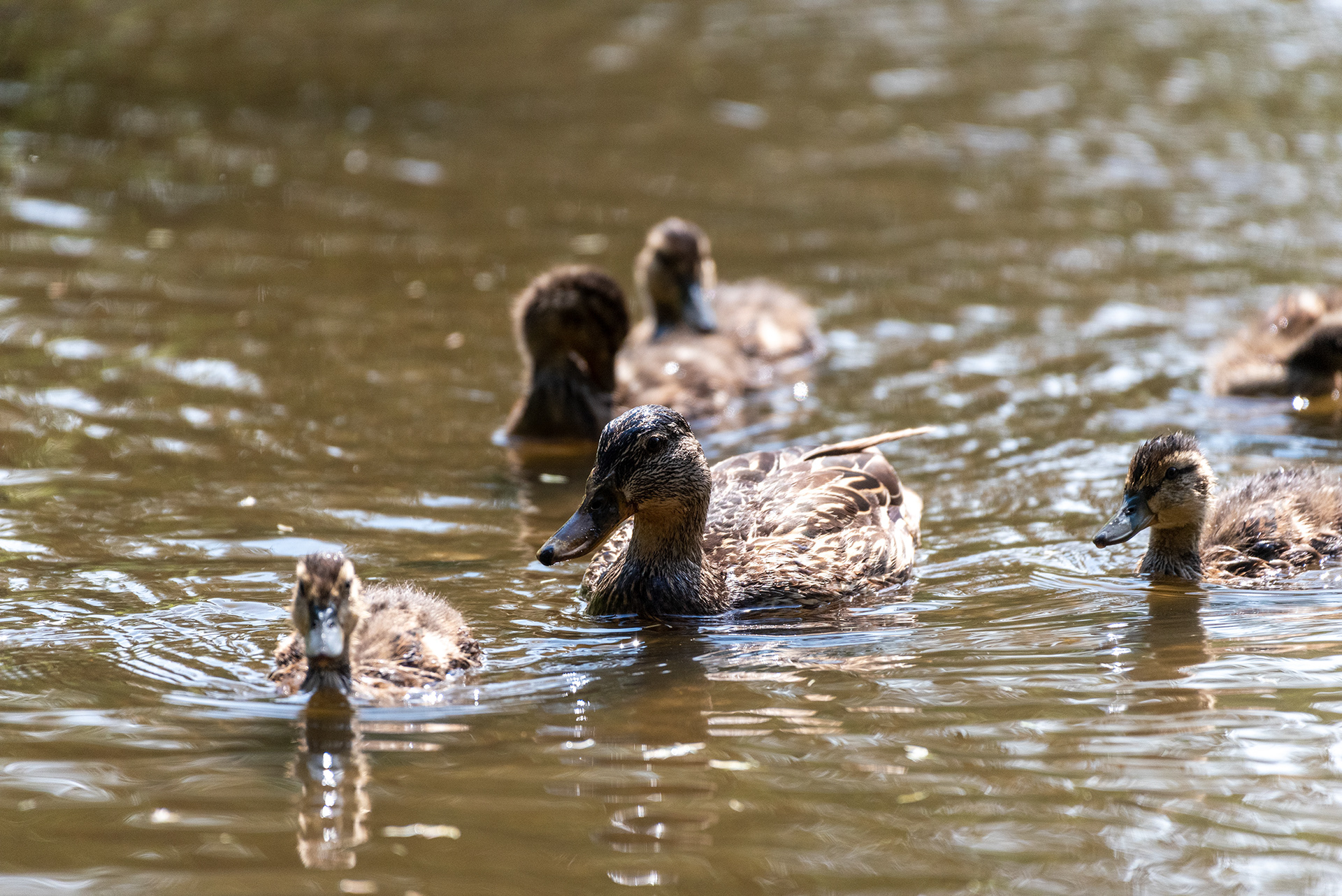 Mallard with ducklings
